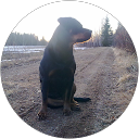 Ilpo Raatikainen profile picture